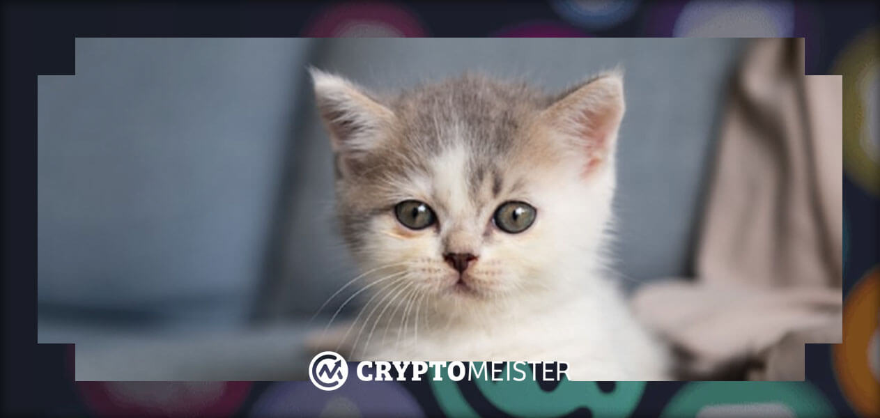 Chef från Hong Kong faller offer för Bitcoin-bedrägeri när hon försöker adoptera en kattunge