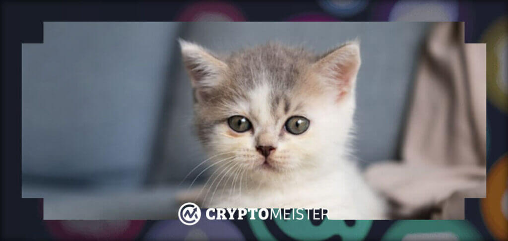 Executive Falls Victim to Bitcoin Scam Trying to Adopt Kitten