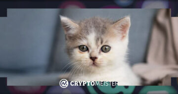Executive Falls Victim to Bitcoin Scam Trying to Adopt Kitten